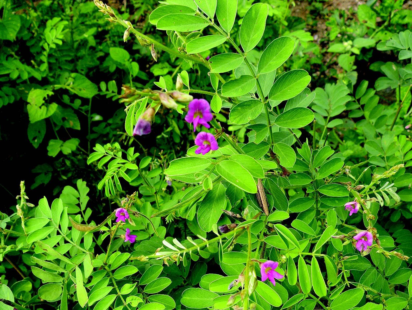 Image de Tephrosia purpurea (L.) Pers.