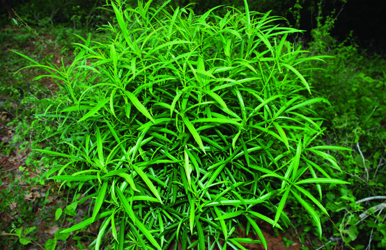 Image of <i>Thevetia peruviana</i> (Pers.) K. Schum.