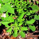 Image of Indian acalypha