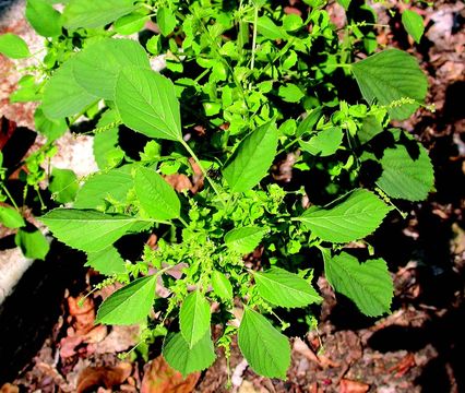 Image of Indian acalypha