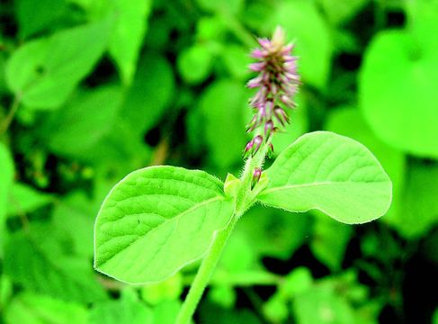 Image of Chaff-flower