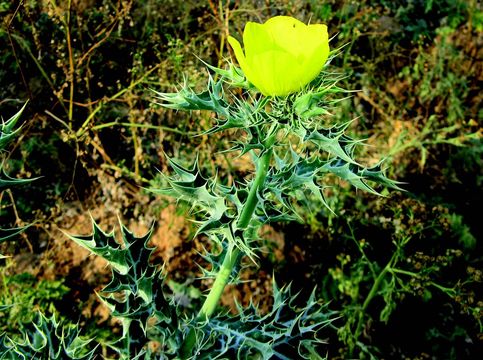 Image of Mexican pricklypoppy