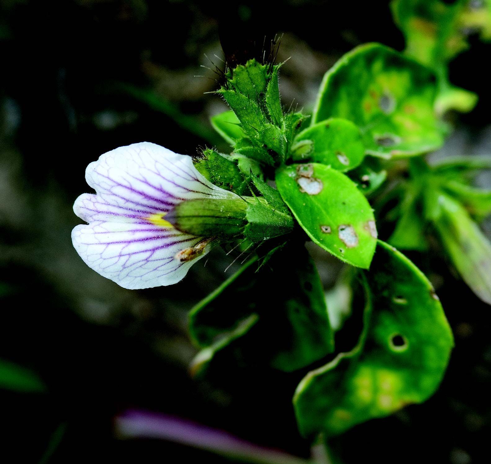 Blepharis maderaspatensis (L.) Heyne ex Roth resmi