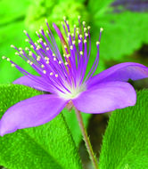 Image of <i>Cleome felina</i> L. fil.