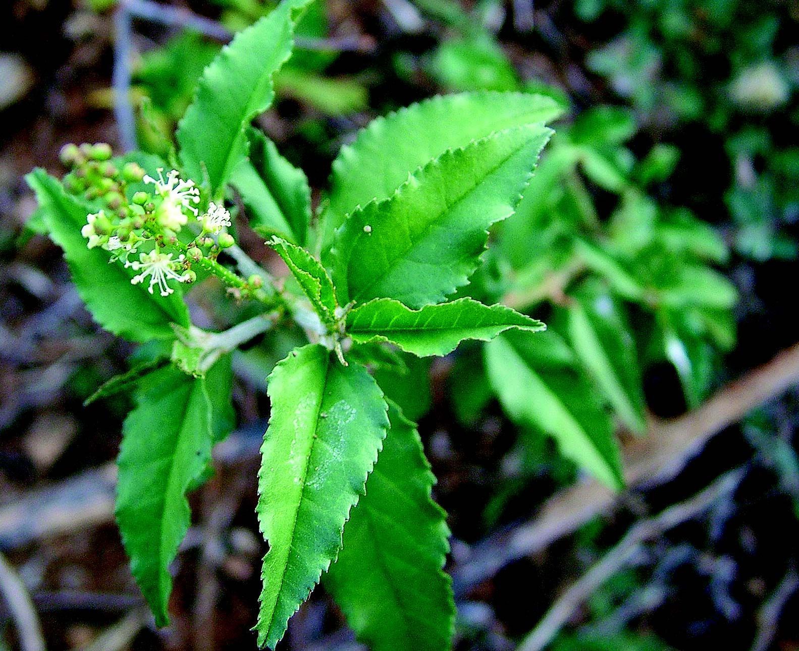 Image of Bonpland's croton