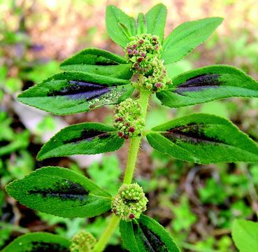 Image of Euphorbia hirta L.