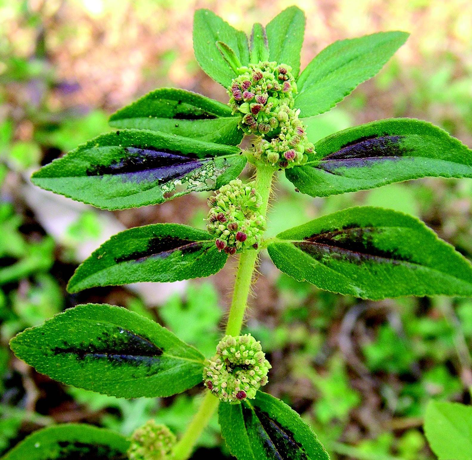 Sivun Euphorbia hirta L. kuva