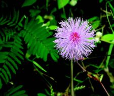 Image of Sensitive Plant