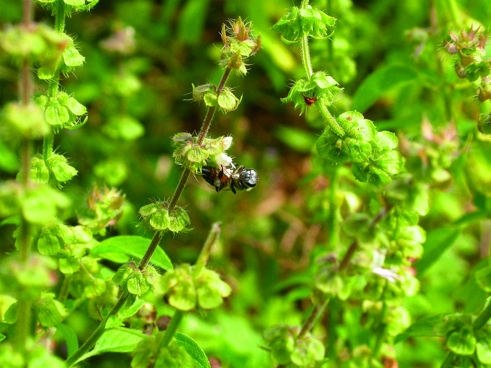 holy basil Encyclopedia of Life