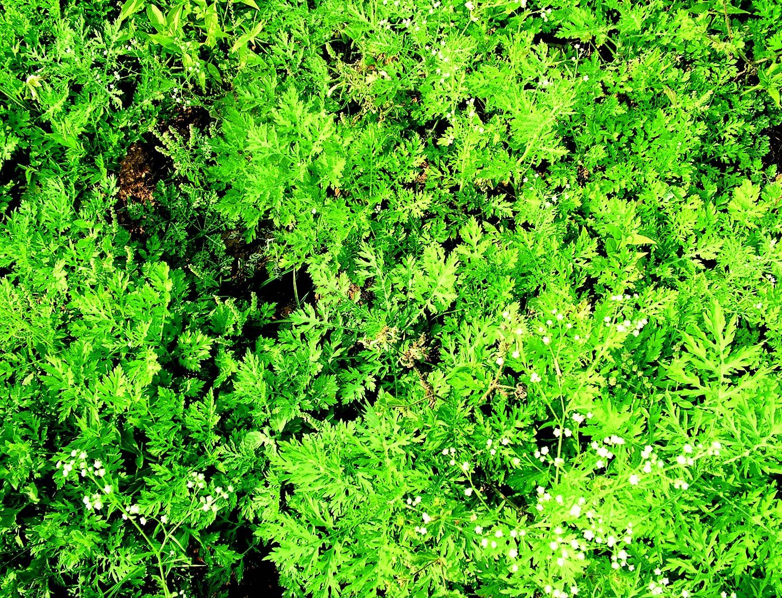 Image of Santa Maria feverfew