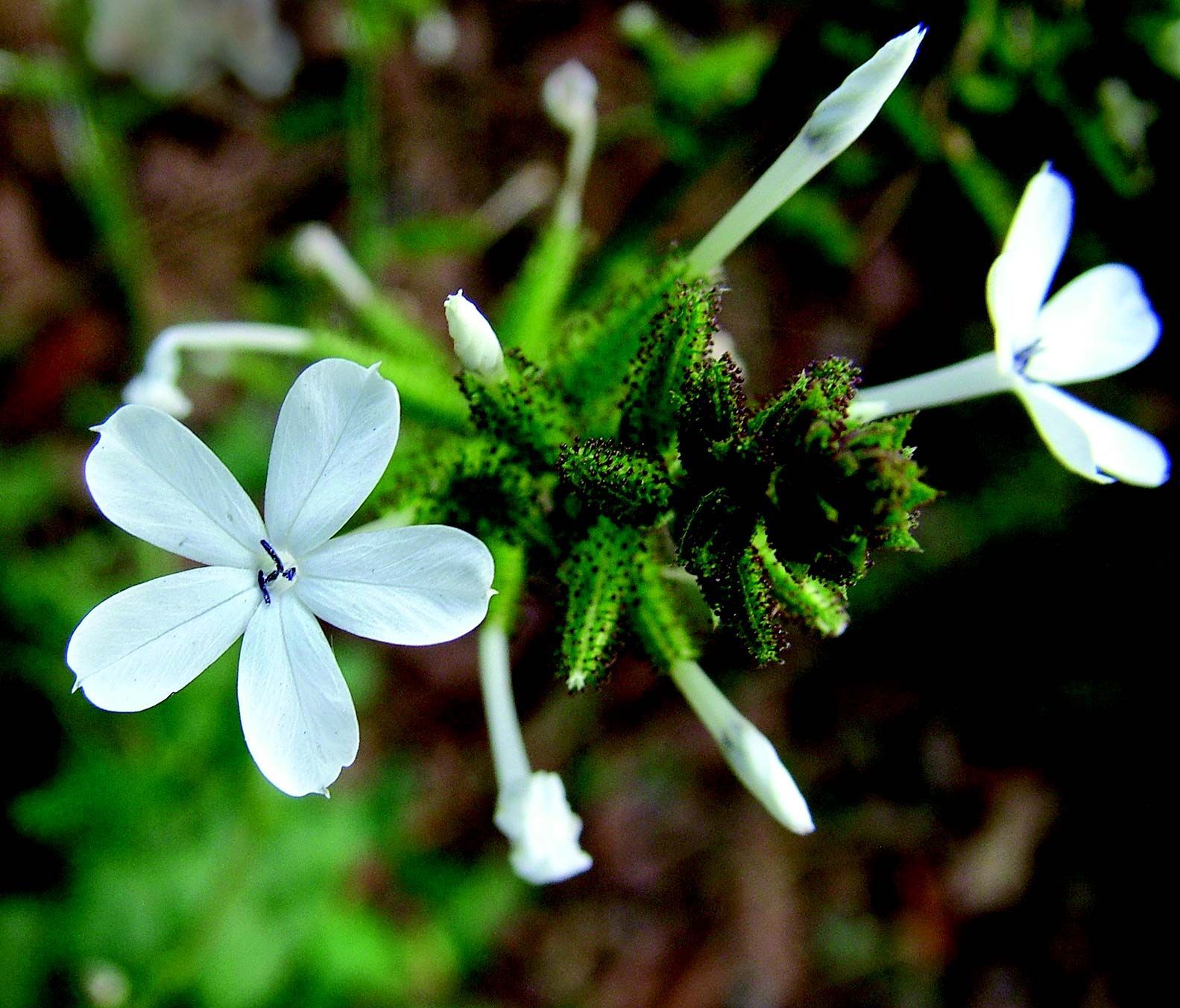 Image of leadwort