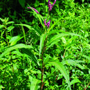 Image de Persicaria glabra (Willd.) Gomez de la Maza