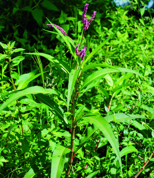 Sivun Persicaria glabra (Willd.) Gomez de la Maza kuva