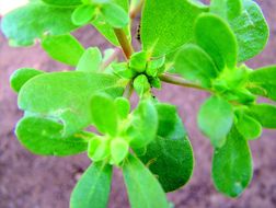 Image of common purslane