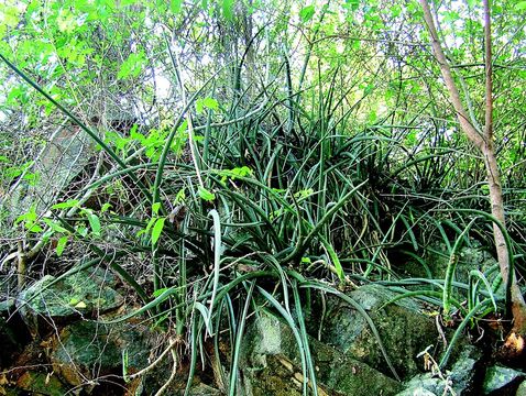 Image of Indian bowstring hemp