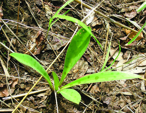 Image of Ledebouria