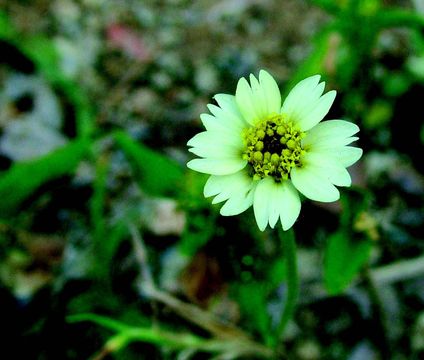 Image de Tridax