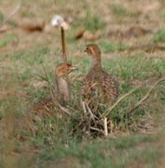 Image of Gray Francolin