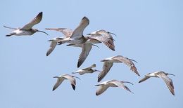 Image of curlew, eurasian curlew