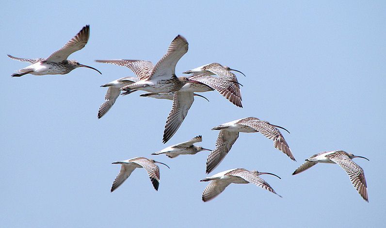 Image of curlew, eurasian curlew