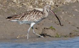 Image of curlew, eurasian curlew