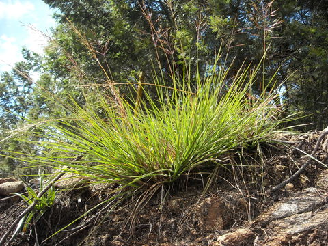 Image of Chrysopogon nodulibarbis (Hochst. ex Steud.) Henrard