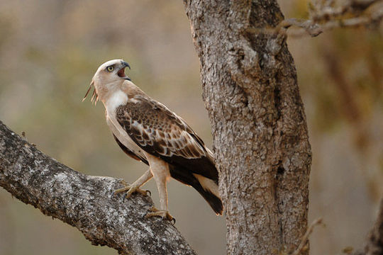 Nisaetus cirrhatus (Gmelin & JF 1788) resmi