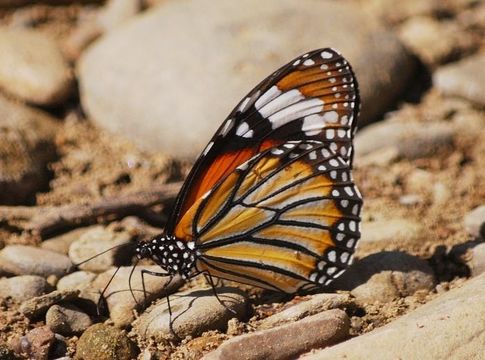 Image of common tiger