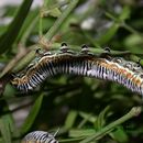 Image of Dark Blue Tiger