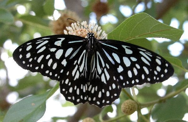 Image of Dark Blue Tiger