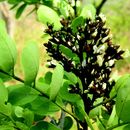 Image de Dalbergia lanceolaria subsp. paniculata (Roxb.) Thoth.