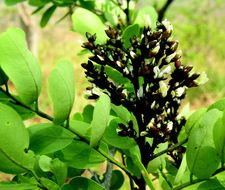 Слика од Dalbergia lanceolaria subsp. paniculata (Roxb.) Thoth.