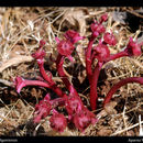 Image of Euphorbia nana Royle