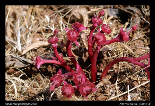 Sivun Euphorbia nana Royle kuva