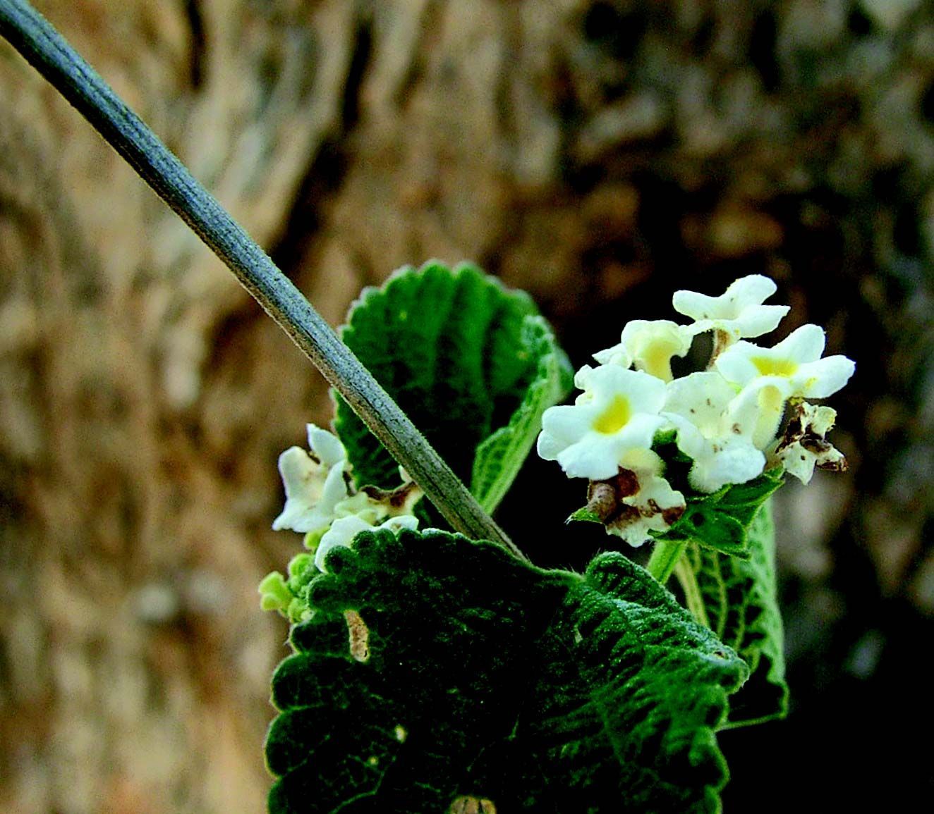 Image of Lantana veronicifolia Hayek