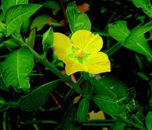 Image of Peruvian primrose-willow