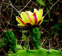 Image of Common Pricklypear