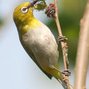 Image of Indian White-eye