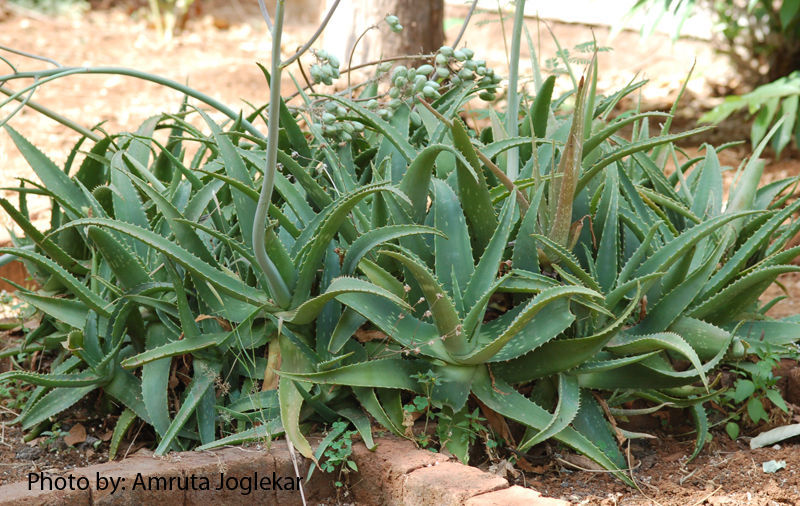 Image of aloe