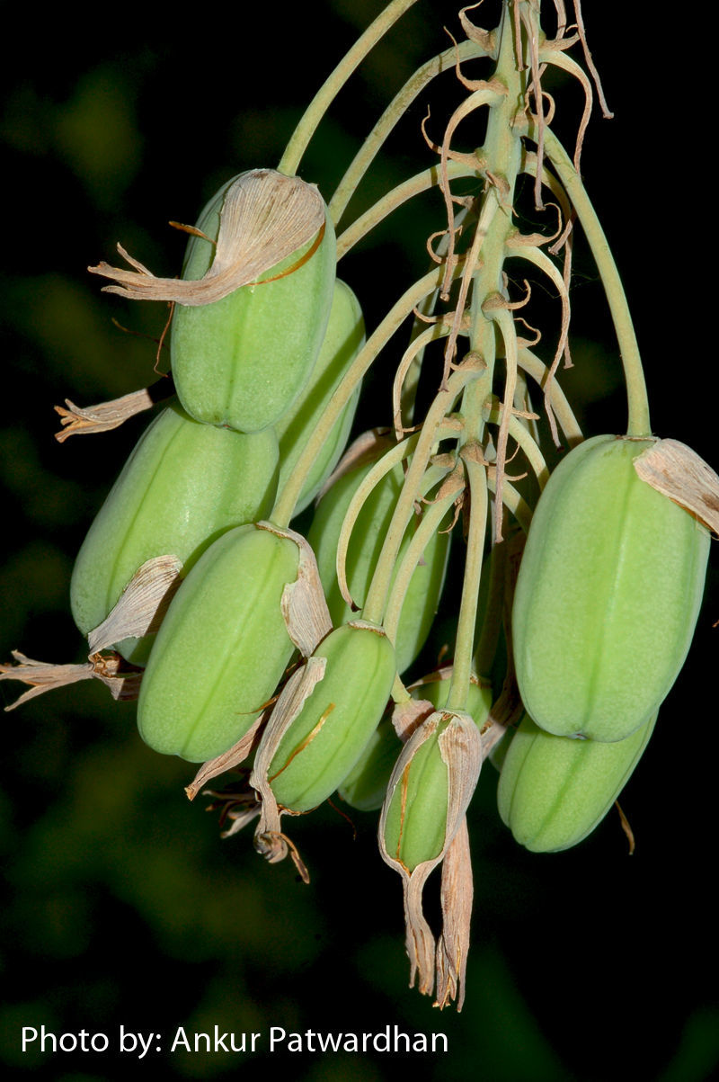 Image of aloe