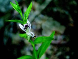 Image of false waterwillow