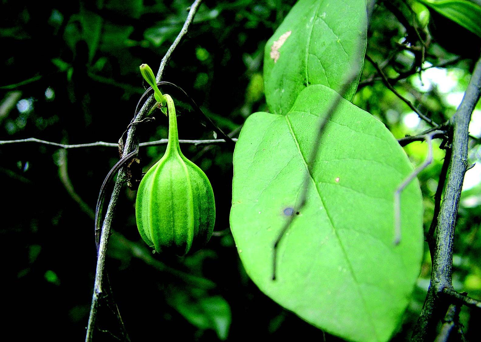 Image of Aristolochia indica L.