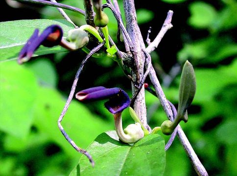 Image de Aristolochia indica L.