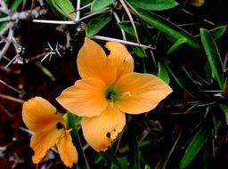 Image of Barleria cuspidata Heyne ex Nees