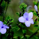 Barleria buxifolia L.的圖片