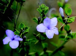 Image of Barleria buxifolia L.