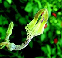 Image de Ceropegia juncea Roxb.