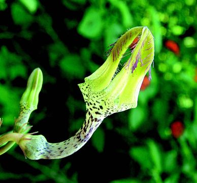 Ceropegia juncea Roxb.的圖片