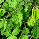 صورة Crotalaria verrucosa L.