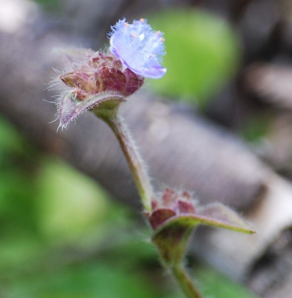 Image of Cyanotis arachnoidea C. B. Clarke